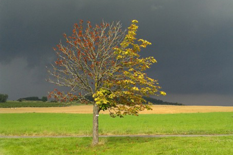 Arbre_750