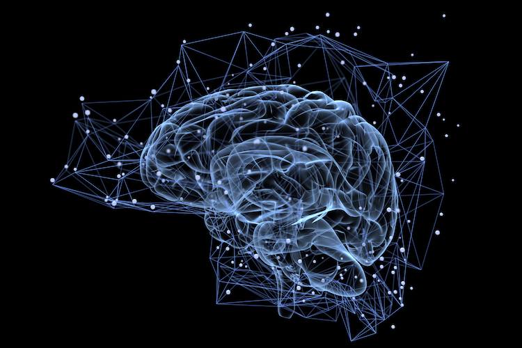 Brain_750