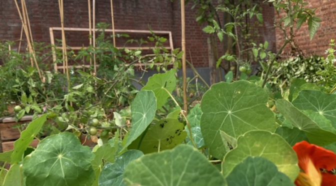 Création d’un jardin de santé pour les patients du service de psychiatrie de la Clinique Ste-Anne St-Remi